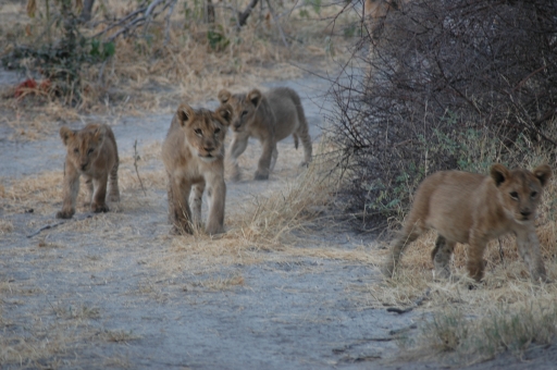 Several cubs 